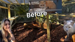 Rescued Fur Farm Foxes Touch The Ground For The First Time - Emotional Video