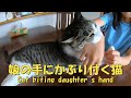 娘とイチャイチャ遊ぶ猫　2人は仲良しだね　暴れ猫/保護猫ハナ♂