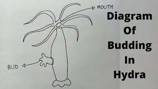 How To Draw Budding In Hydra Diagram | Diagram of Hydra Budding in Simple & Easy Way | Hydra Diagram