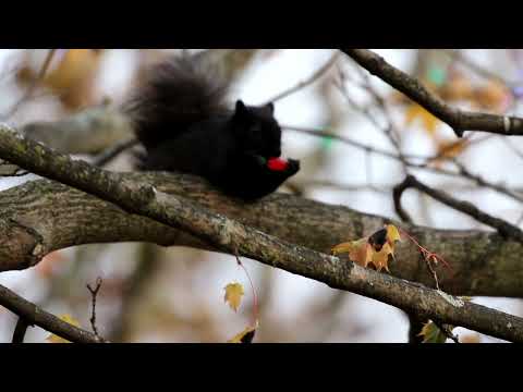 November 23, 2025 Squirrel Christmas Magic Cobourg