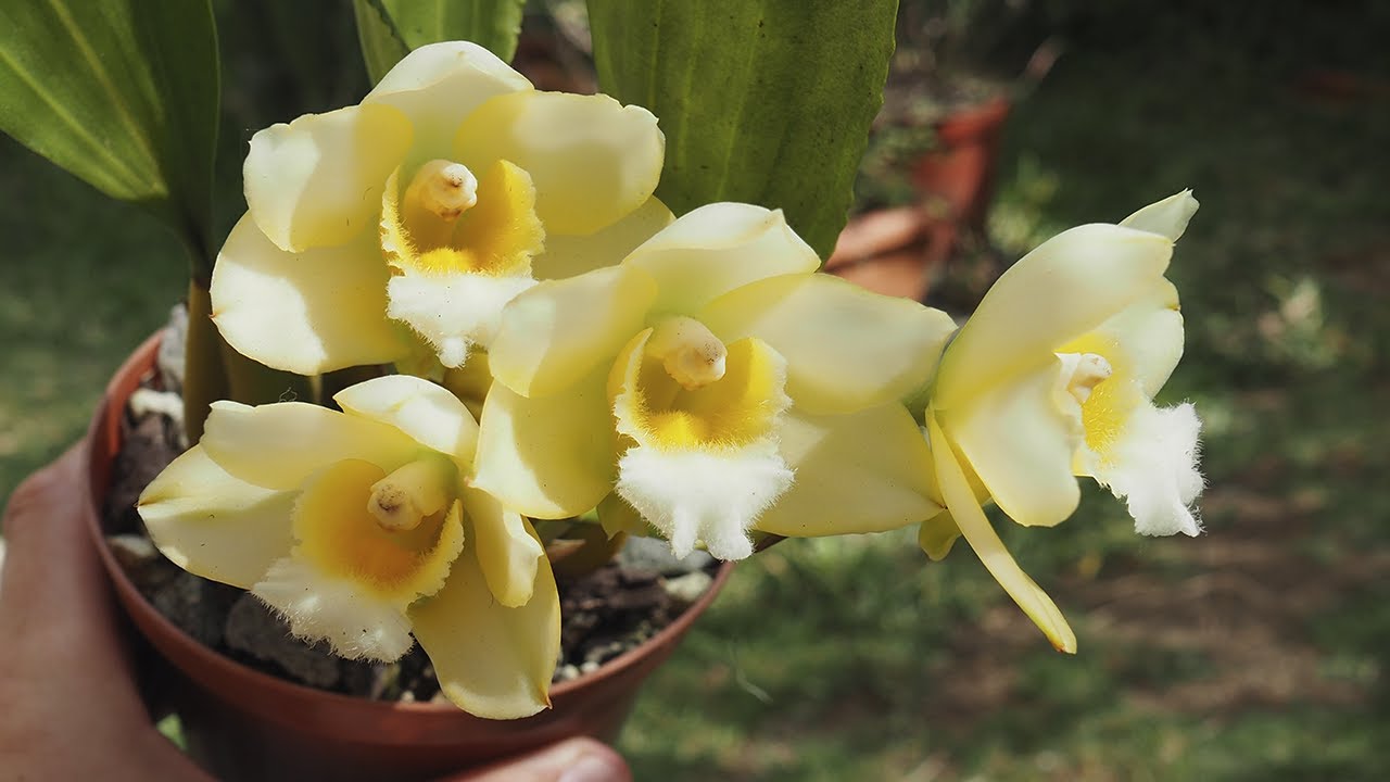 Bifrenaria harrisoniae var. alba - Orchideen erfolgreich pflegen