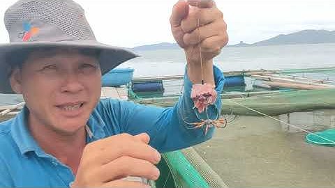 Câu cá ngân bằng rường bác quái cá ăn liên tục kéo sướng tay( tập 170 )