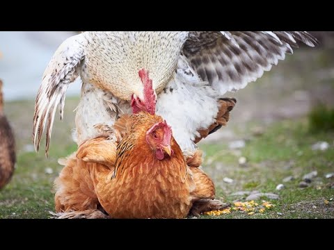 Chicken mating | Rooster breeds with hen | Compilation video #chicken #breeding