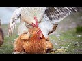 Chicken mating  rooster breeds with hen  compilation chicken breeding