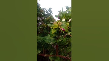 #عبدالرحمن_مسعد #قران_كريم #اسلام_صبحي #اكسبلور #تصويري #تلاوة #nature #تيك_توك #1million