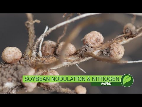 Soybean Nodulation & Nitrogen #1054 (Air Date 6-17-18)