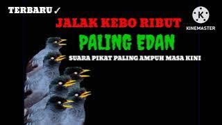 TERBARU ✓JALAK KEBO RIBUT suara pikat paling ampuh masa kini #jalak #jalakkebo @howtochannel599