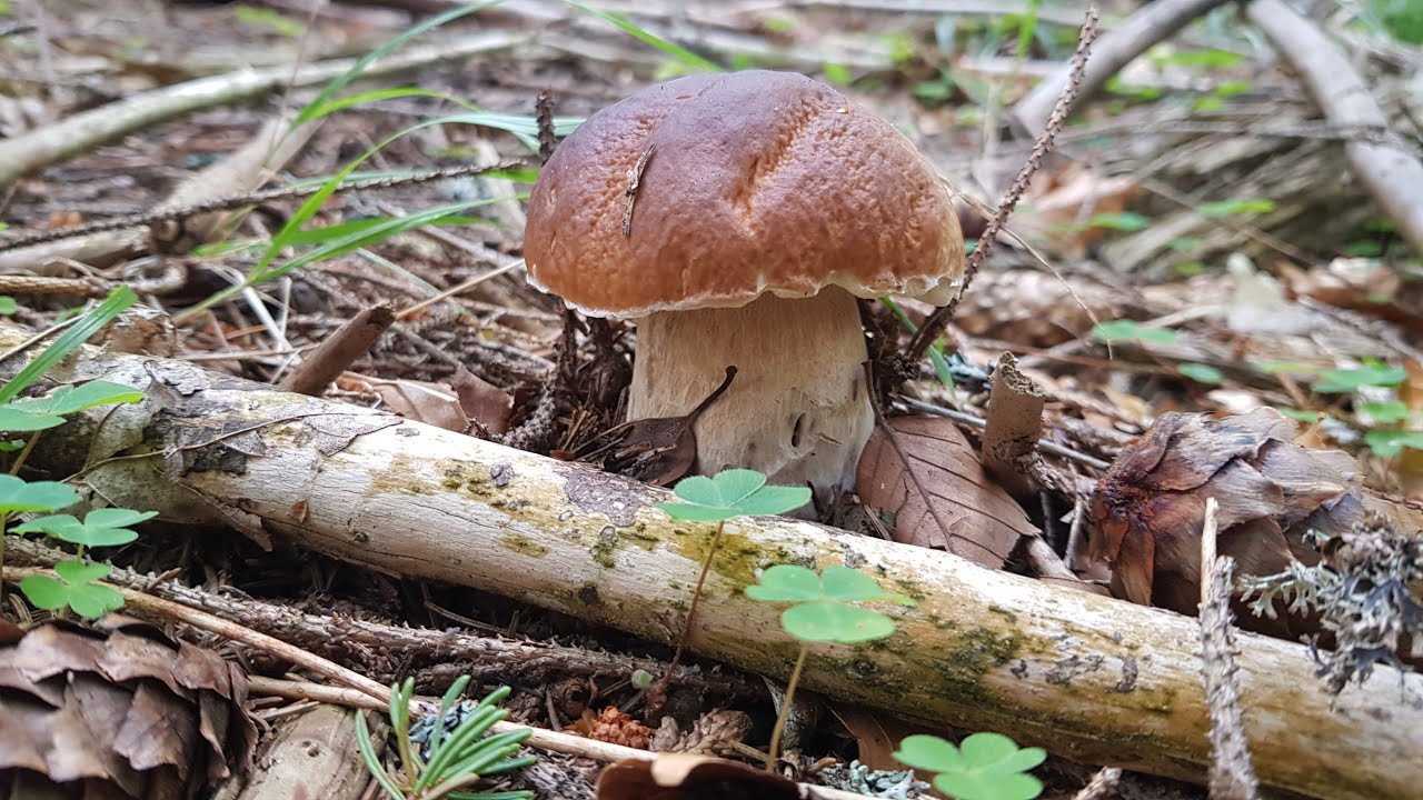 🔝FUNGHI PORCINI 🍄 PICCOLINI per pizza 🍄 Settembre in Romania 2022