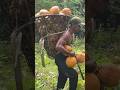 Mengumpulkan hasil panen kelapa