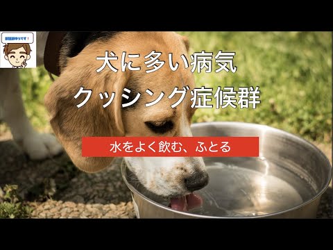 【獣医がやさしく解説】犬に多い病気　クッシング症候群　〜水をよく飲む、太る、毛がうすくなる〜