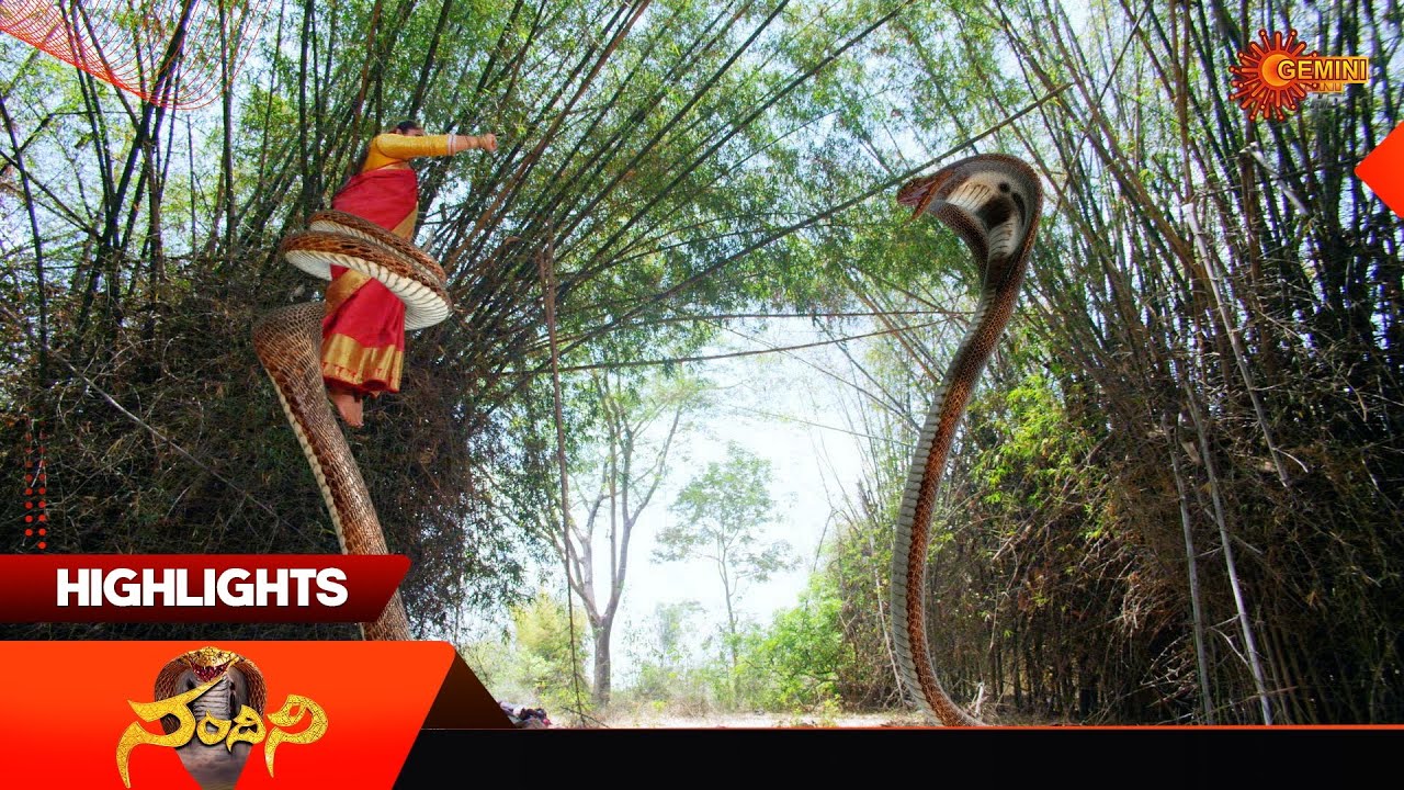 Nandini - Highlights of the day | Watch full EP Sun NXT | 23 Dec 2025 | Gemini TV