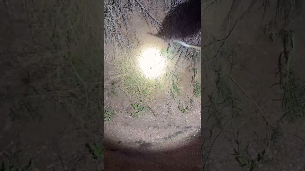 Big Rattlesnake Needs Some Help