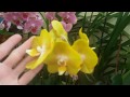 Моя Коллекция Орхидей!)