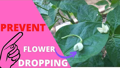 Do this One Important Thing to Prevent Flower Blights and Increase Yield