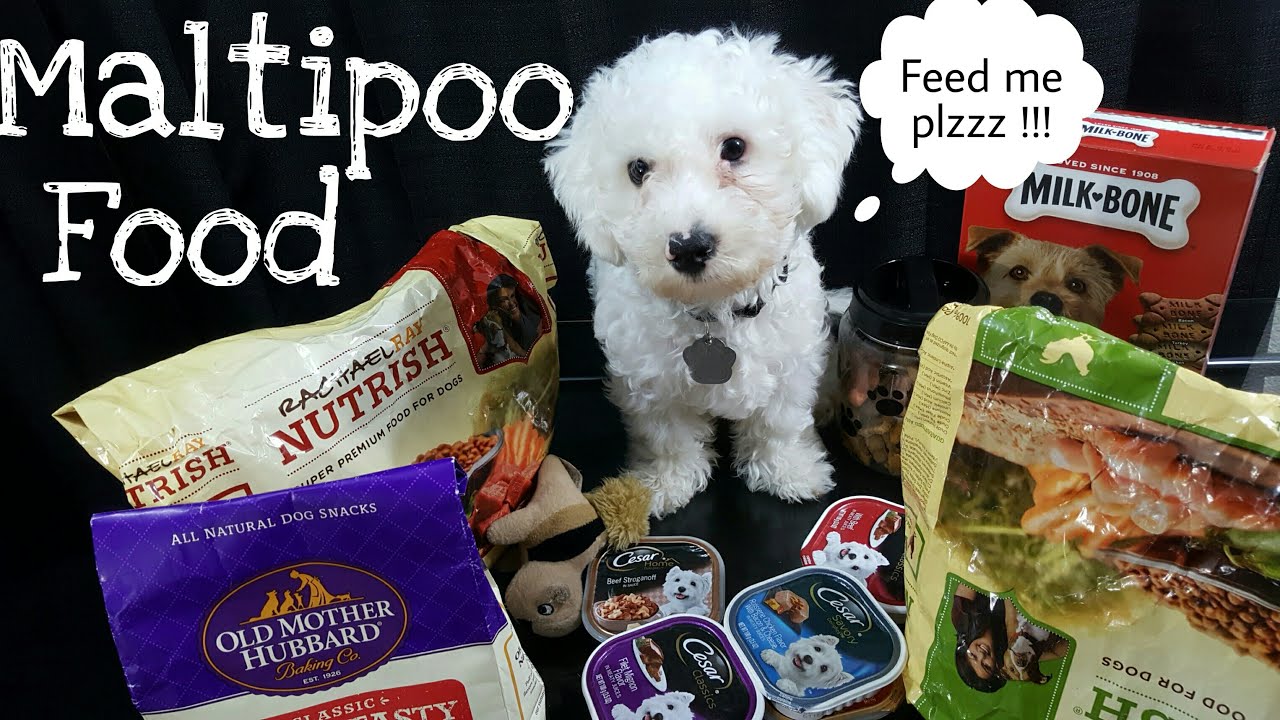 best food for maltipoo puppy