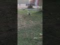 Jetson Orin Onboard #jetson #quadcopter #drone