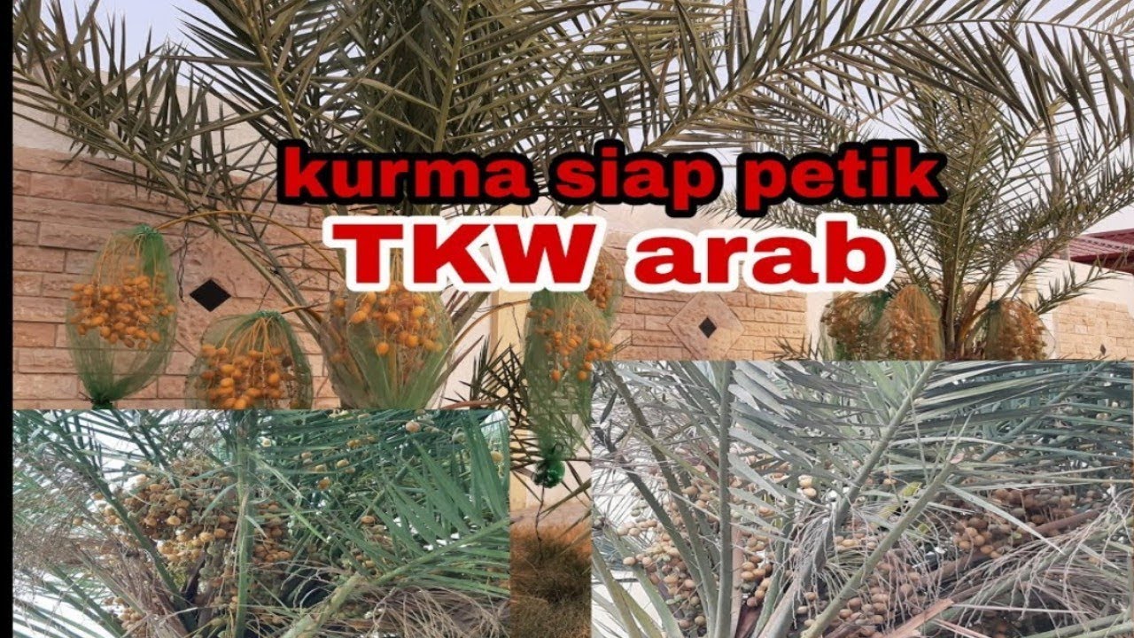 KURMA SIAP PETIK ||TKW ARAB tkwifi