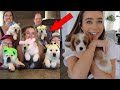 Puppy surprise compilation  dog surprise compilation  try not to cry  miyu animals 11