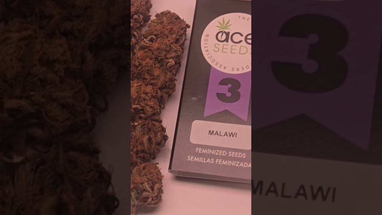 ​Why Malawi Gold is the "Holy Grail" of African Cannabis