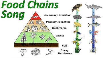 Food Chains: Mr W
