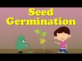 The Journey of a Seed From Germination to Growth