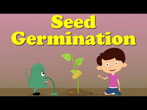 seed-germination-|-#aumsum