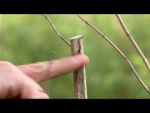Video: Brauchen Schmetterlingssträucher Dünger - wann und wie man einen Schmetterlingsstrauch düngt