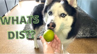 My Husky Reacts To Trying LIME For The First Time!