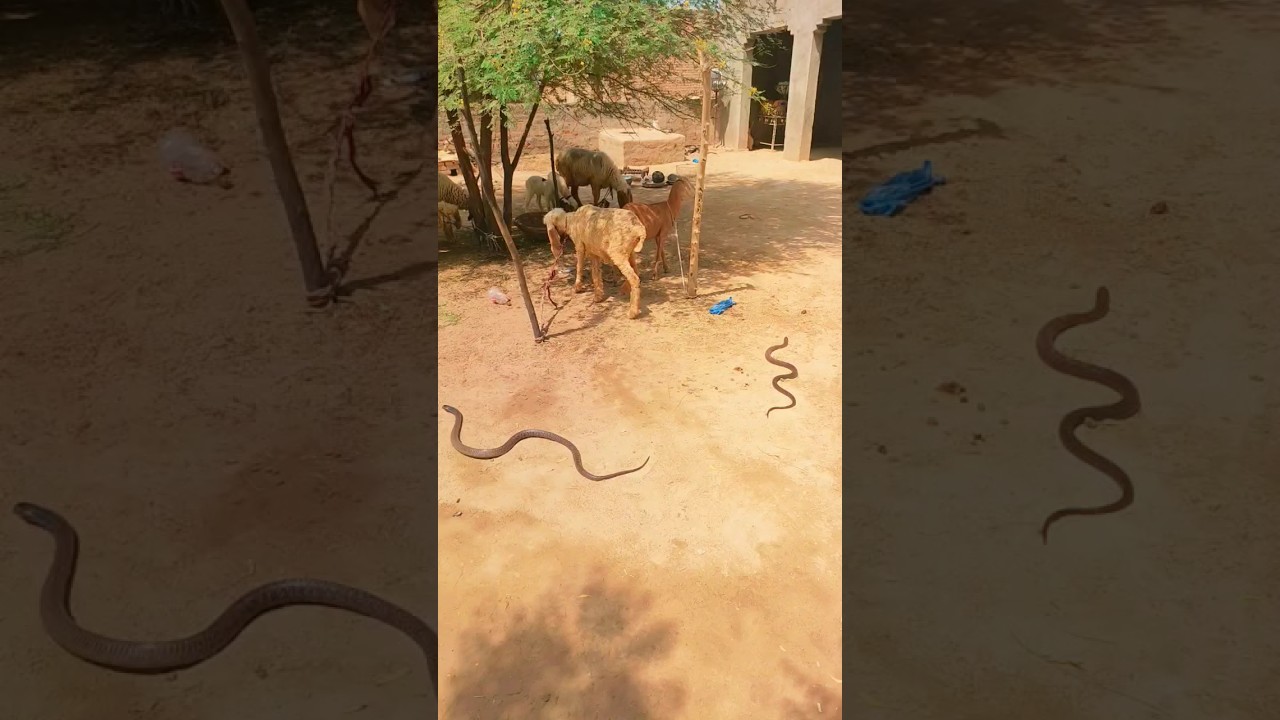 two black cobra sanke in animal short video naag Jogi king Cobra