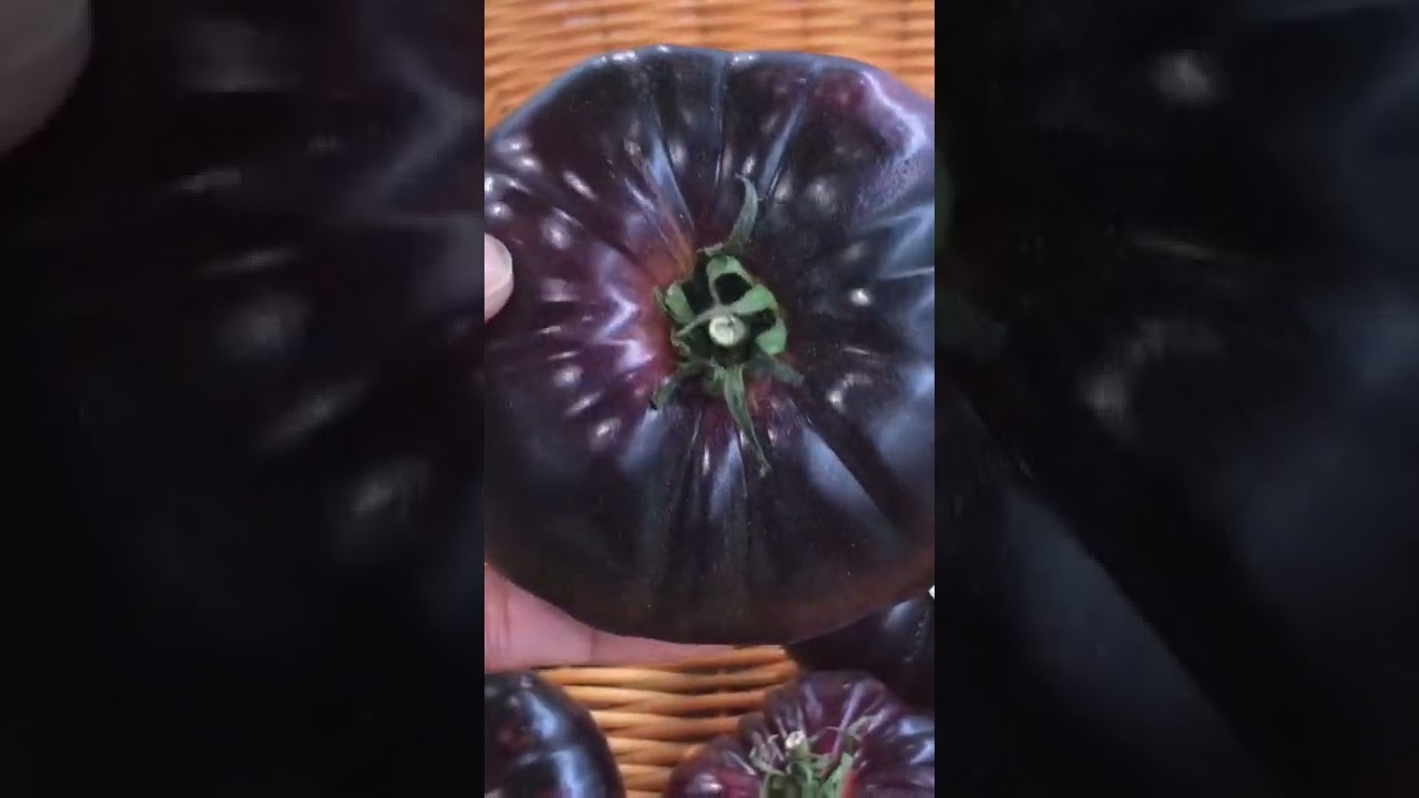 Blue Tomato 
