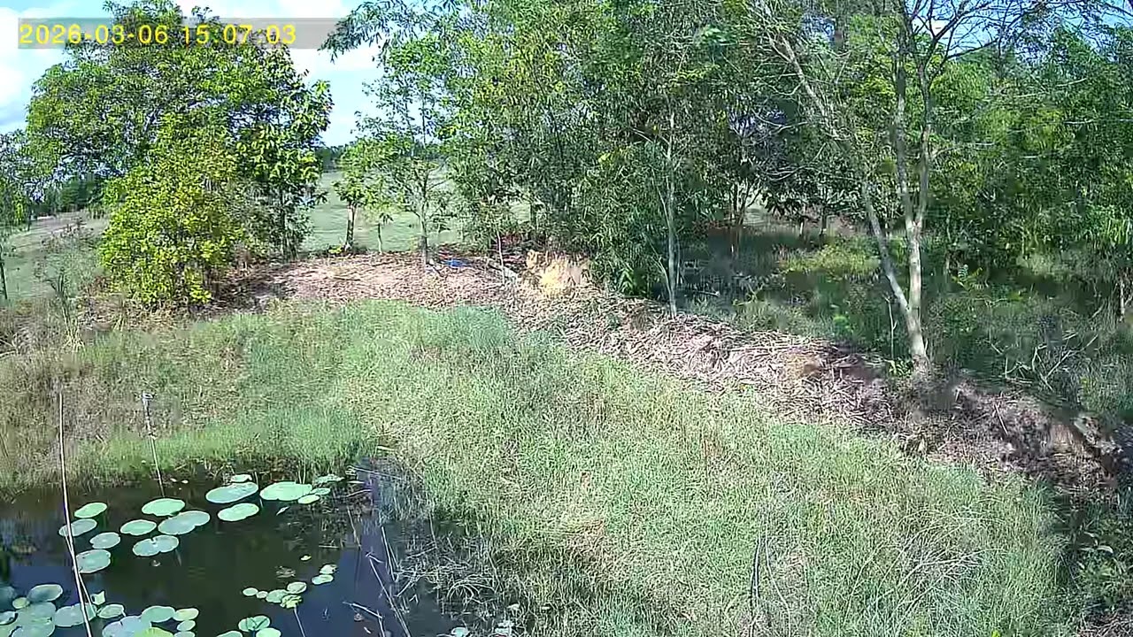 มะม่วงหิมพานต์ ฝั่งตรงข้าม เป็นดอกแล้วแต่มองจากกล้องไม่ชัด สวนป่าUBox 2026 03 06 145615 3 137