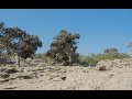 Gigi Masin - Calypso Documentary
