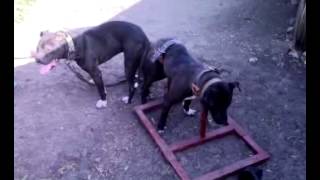 Acdcs Salvador X Acdcs Diabella 22.05.2008