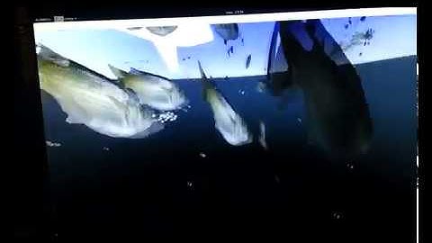 Cpu boids, neigbors search using z-order curve