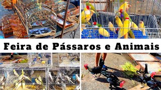 Feira de Pássaros e Gaiolas do Cordeiro   #passaros #criarpassaros #feiralivre by DOCTV 22,446 views 2 weeks ago 24 minutes