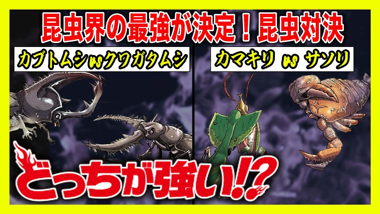 どっちが強い】昆虫たちの熱き戦いが始まる!カブトムシvsクワガタムシ 