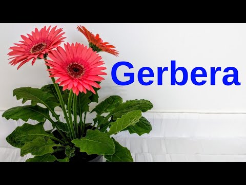 Vídeo: Què significa flor de gerbera?