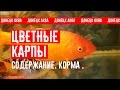 Карпы, Cyprinus carpio, gold fish, Koi breeding, koi-Zucht, allevamento di koi, 鯉の飼育