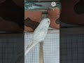 💚 Cute Budgies Playing Together 🐦 | Funny & Adorable Parakeets Compilation #Shorts
