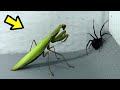 10 BATALLAS ÉPICAS DE ANIMALES CAPTADOS EN CÁMARA | E.p 25 | Mantis Vs Viuda Negra