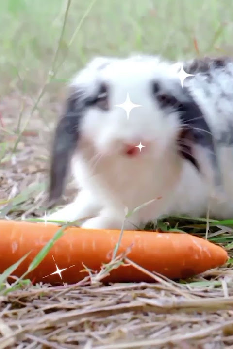 THE FUNNIEST CUTY LITTLE BUNNIES #the #ever #happiest #creepy #fantastic #happiness
