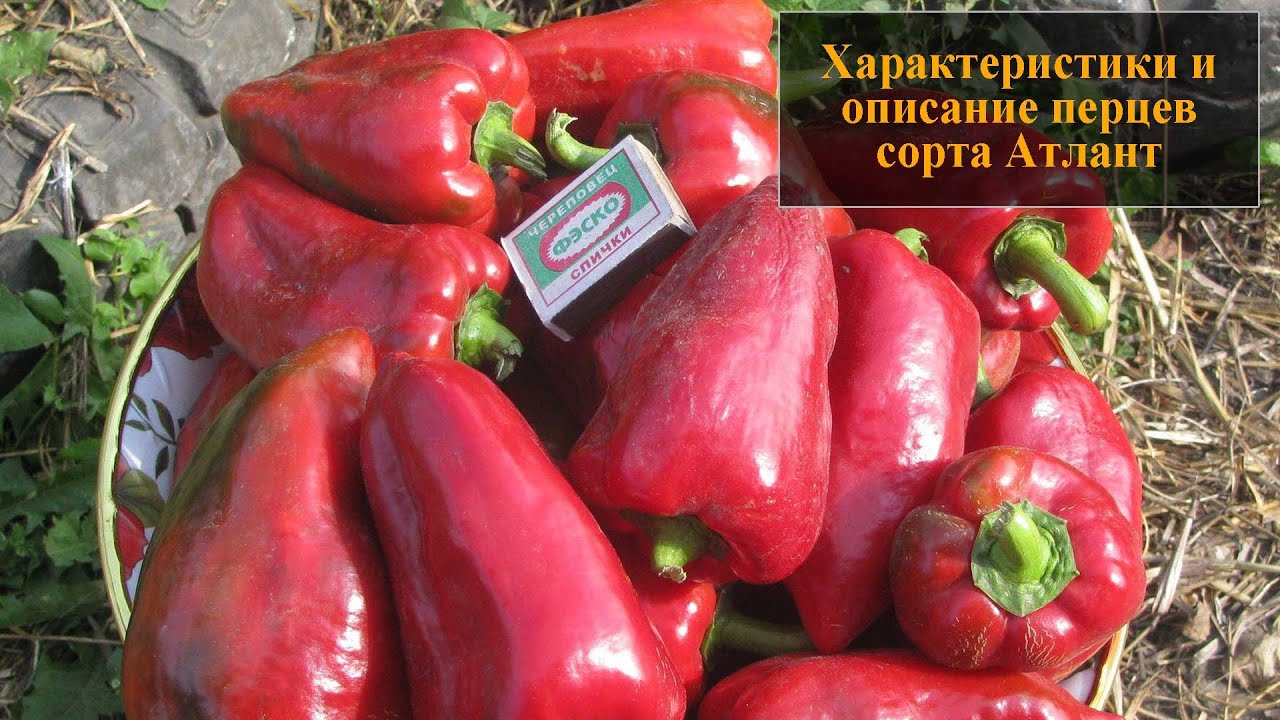 Характеристика атлетичного перцю