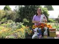 How to Control Pests & Disease for Marigolds : Grow Guru