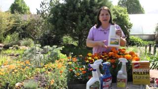 How to Control Pests & Disease for Marigolds : Grow Guru