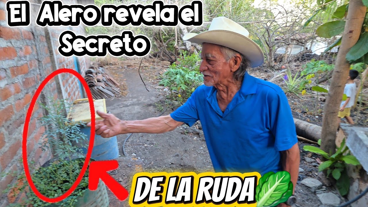 El secreto de La Ruda para los hombres qué no encuentran mujer 