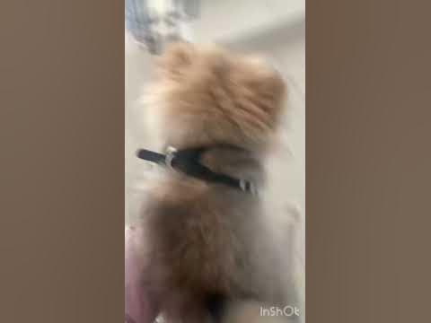 #шпиц #собака #финик #шпицмишка #шпицуля 😂😂😂 - YouTube