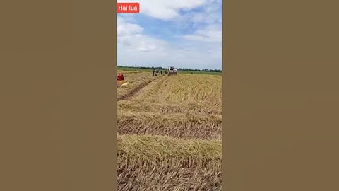 Bắt chuột Đồng mùa cắt lúa