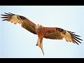 WALES red kite (rode wouw) feeding station at Rhayader (hd-video)