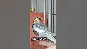 تغريد طائر الكروان لجذب الانثى لدخول العش 