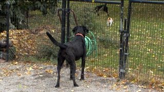 Study Says Wag of a Tail Means Much More Than a Happy Puppy